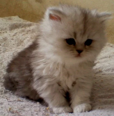 Perská koťata bez PP,